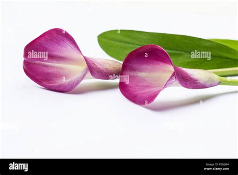 Red Arum Lily Zantedeschia Aethiopica Flower On White Background