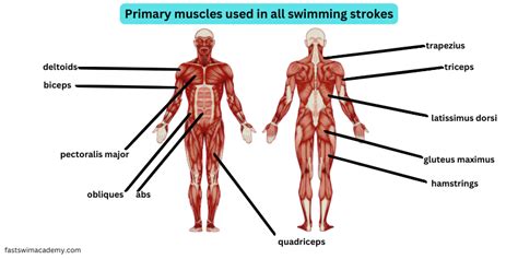 What Muscles Are Used For Swimming? A Complete Guide From a Pro Swimmer.