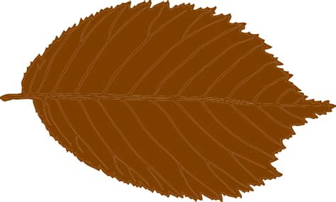 Brown Leaf Clip Art at Clker.com - vector clip art online, royalty free & public domain