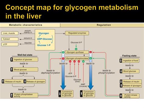 Unlocking The Enzyme Concept Map Answer Key Revealed