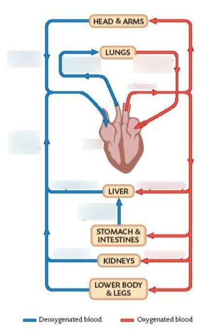 Circulatory System Diagram Quizlet