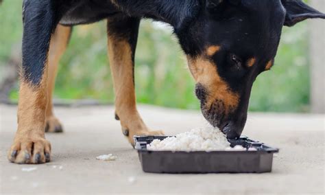 how much rice to give a dog