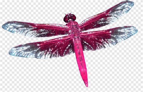 Dragonfly Red Dragonfly Insects Origami Png Pngegg