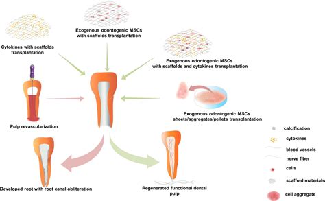 Frontiers Microenvironment Influences Odontogenic Mesenchymal Stem