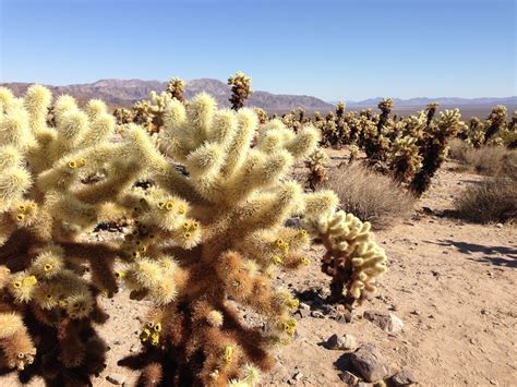 images tree nature sand cactus plant arid flower dry