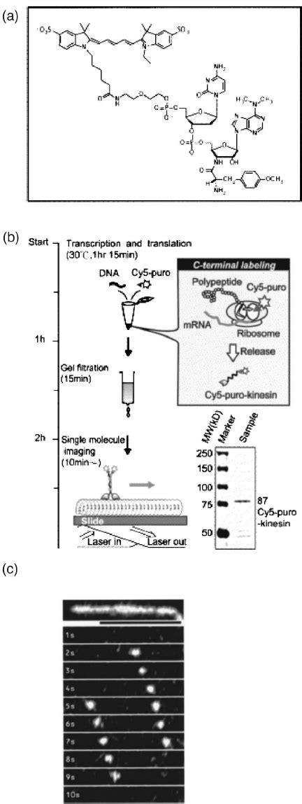 Preparation Of Puromycin Labeled Kinesin For Single Molecule Analysis