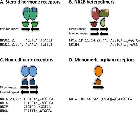 Nuclear Receptors In Leydig Cell Gene Expression And Function