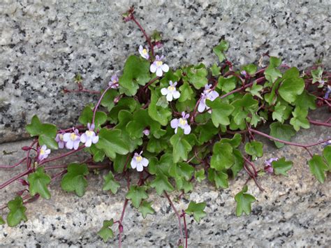 Le Erbe Spontanee Quali Raccogliere E Come Utilizzarle