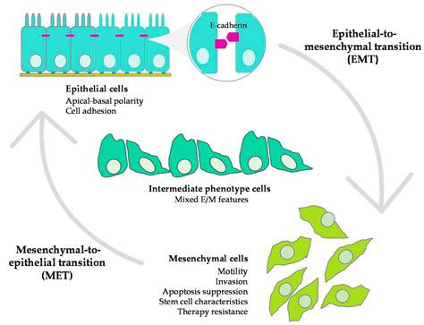 Cancers Free Full Text Regulation Of Epithelial Mesenchymal Plasticity By The E3 Ubiquitin