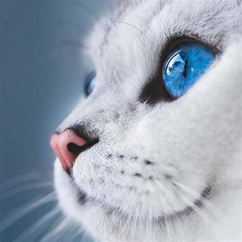 Gatos Con Ojos Azules Una Mirada Intensa Y Misteriosa Smylepets