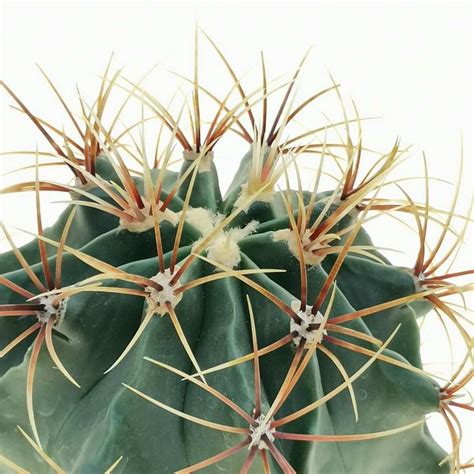 Ferocactus Histrix Cm Cactaceae Giromagi Vendita Piante Grasse