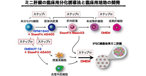 横浜市大など、ヒトips細胞由来「ミニ肝臓」培養の最適な分化誘導法を開発 Tech