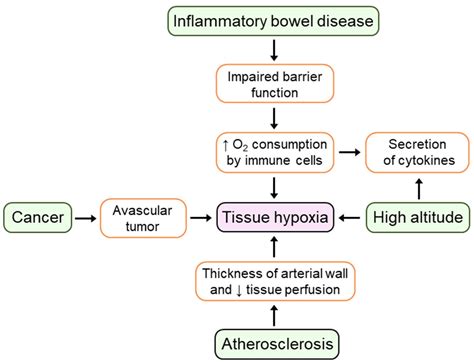 Cells Free Full Text Regulation Of The Hypoxia Inducible Factor