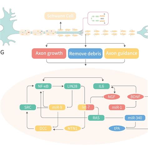 Schematic Representation Of Axon Growth Debris Clearance Axon