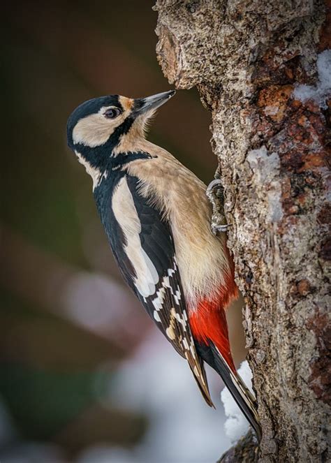 Specht Vogel Stamm Kostenloses Foto Auf Pixabay Pixabay