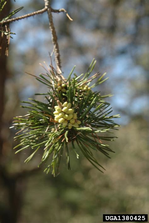 Virginia Pine Pinus Virginiana