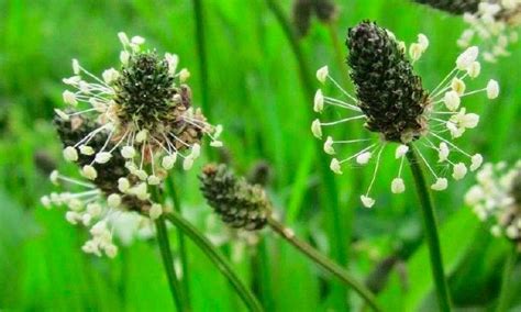 13 Plantas Medicinales De Uruguay Yuyos Para Esto Y Lo Otro Artofit