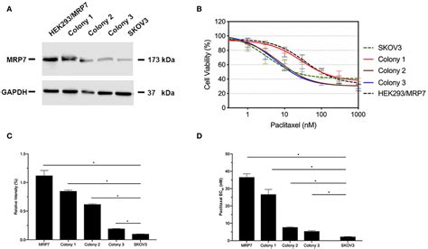 Frontiers Establishment And Characterization Of A Novel Multidrug