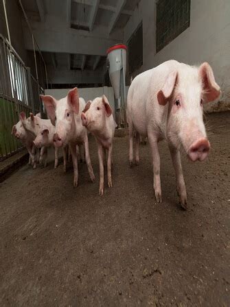 Pig Feed and Management Guidelines