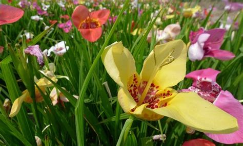 Growing Tigridia Tiger Flower Bulbs High Country Gardens