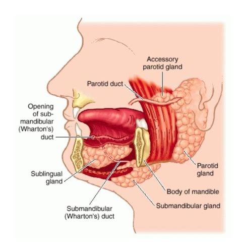 Salivary Glands And Production Flashcards Quizlet