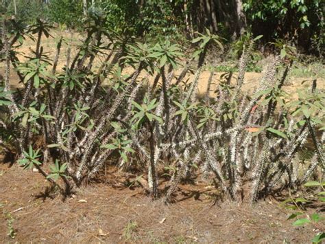 Typical Spiky Plants Of Madagascar Photo