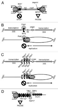 Local And Global Functions Of Timeless And Tipin In Replication Fork