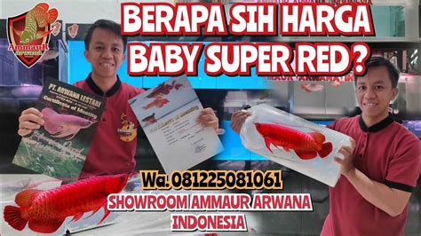 Harga Baby Arwana Super Red Di Ammaur Arwana Indonesia Di Kota Semarang