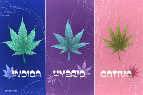 Understanding Indica vs. Sativa vs. Hybrid Cannabis Strains