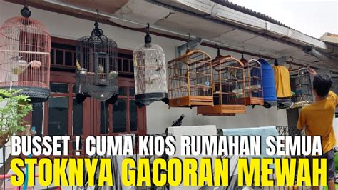 Edan Burung Gacoran Mewah Semua Di Jualnya Fullset Gratis Sangkar