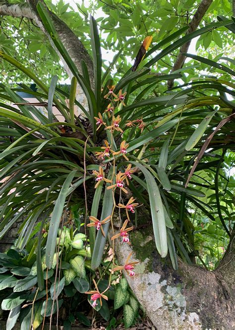 Cymbidium Finlaysonianum