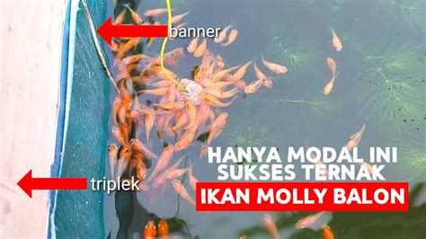 Hebat Bung Budidaya Ikan Molly Bisnis Sukses Youtube