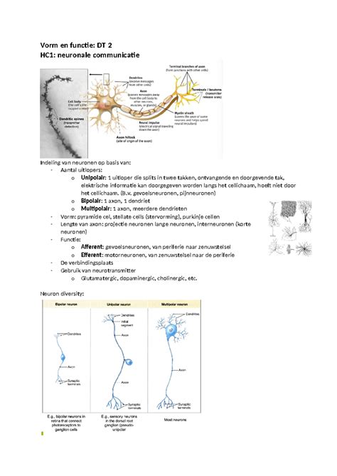 Vorm En Functie Zenuwstelsel Vorm En Functie DT 2 HC1 Neuronale