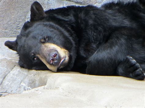 Black Bear Black Bear, Animal Pictures, Animals, Animales, American ...