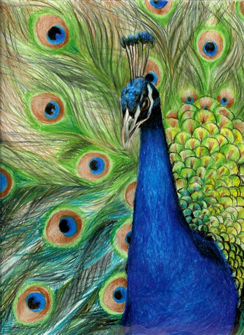 Amazing Colored Pencil Art Peacock By ~zerotwospirited On Deviantart