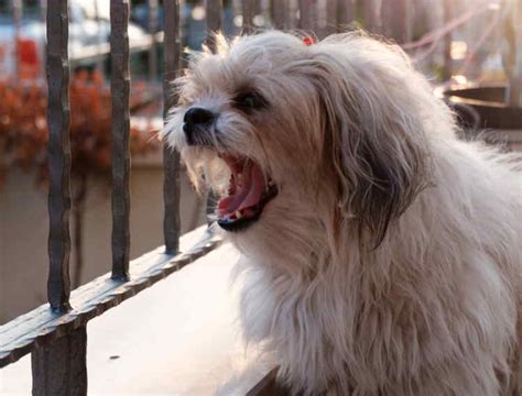 Master Shih Tzu Training Best 3 Proven Tips And Tricks