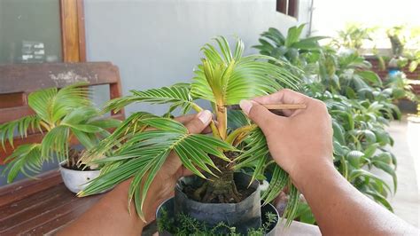 Bonsai Kelapa Pemula Pentingnya Proses Sayat Tapis Agar Daun Tetap