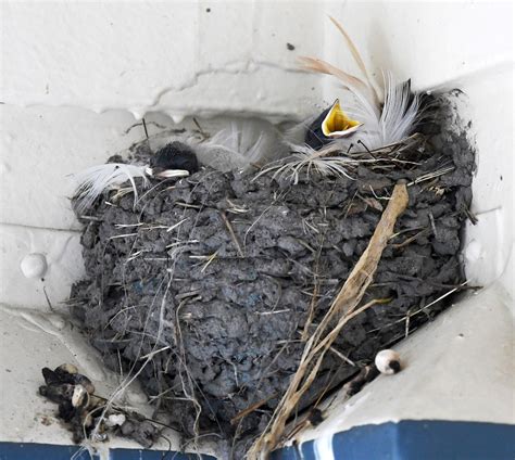 barn-swallows-nest-Andy - Buffalo Bill Center of the West