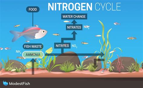 The Nitrogen Cycle: Simple Step by Step Guide For Beginners