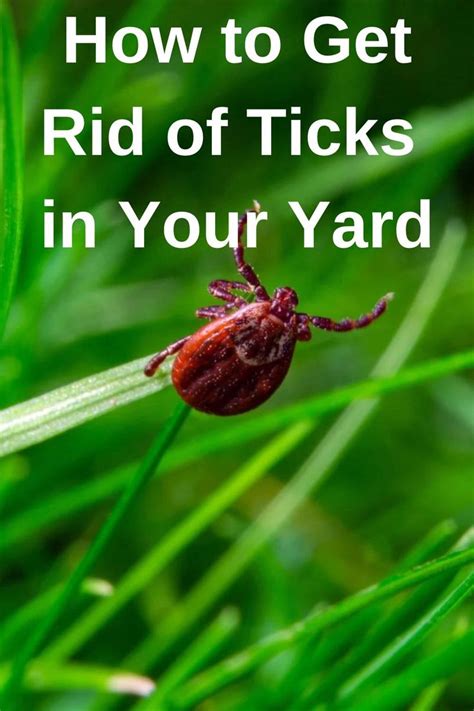 How To Get Rid Of Ticks In Yard Plantas