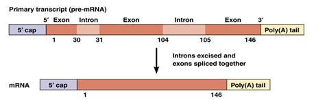 Solved Exon Intron Exon 3 Primary Transcript Pre Mrna 5