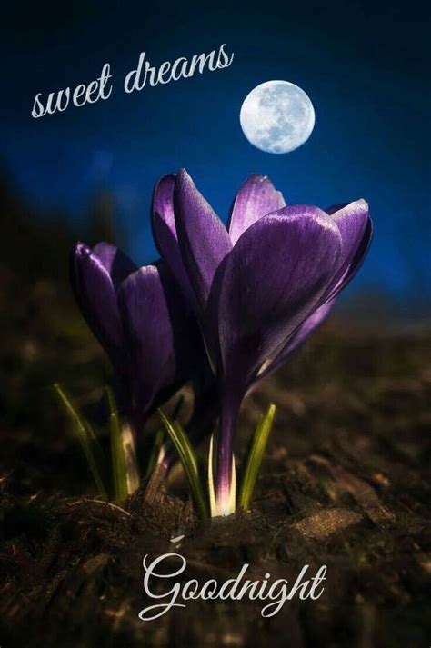 Pin By Darlene On Messages Good Night Moon Beautiful Nature