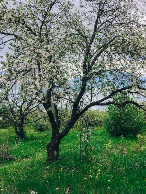 Premium Photo Beautiful Spring Landscape With Trees