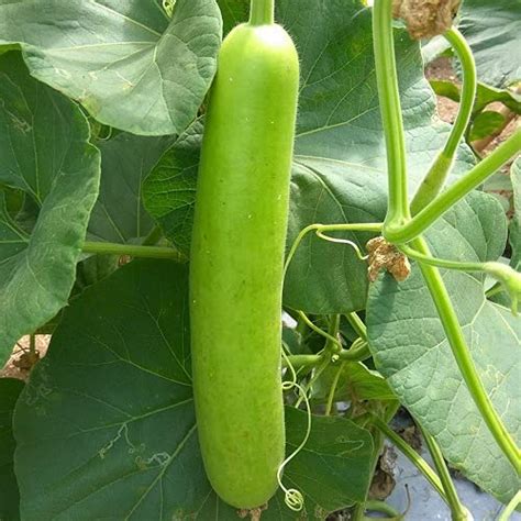 Sri Sai Forestry Organic Bottle Gourd Long Lauki Vegetable Seeds Pack Of 50 Seed For Home