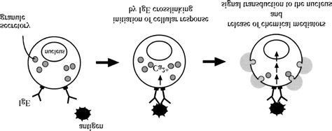 Mast Cell Activation