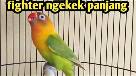 LOVEBIRD NGEKEK PANJANG FIGHTER SANGAT COCOK UNTUK MASTERAN PANCINGAN