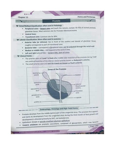 SOLUTION Pelvis And Perineum Studypool