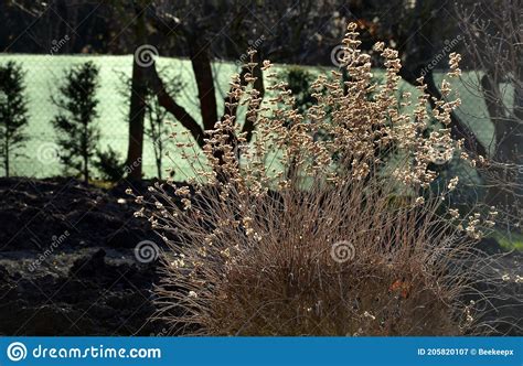 Called Bluebeard Blue Spirea Or Blue Mist Is A Low Mounded Deciduous