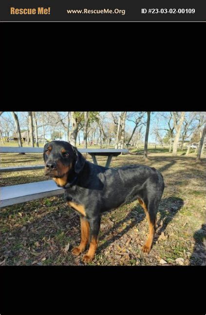 Adopt 23030200109 ~ Rottweiler Rescue ~ Houston Tx