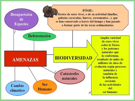 Geografía Fácil Para Pau Colegio Alborán Tema 7 Biodiversidad O